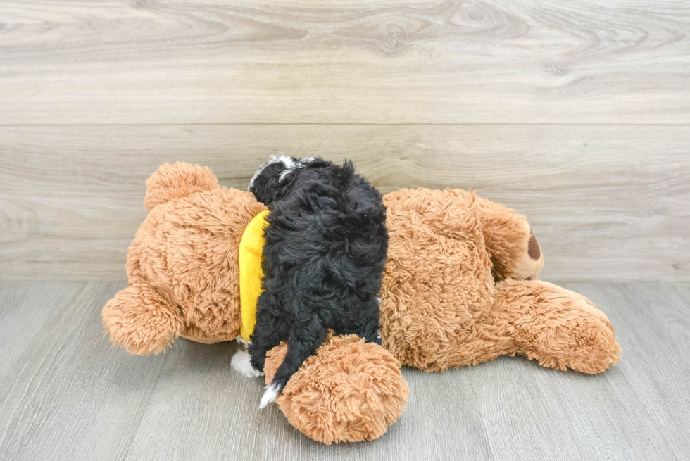 Playful Mini Berniedoodle Poodle Mix Puppy