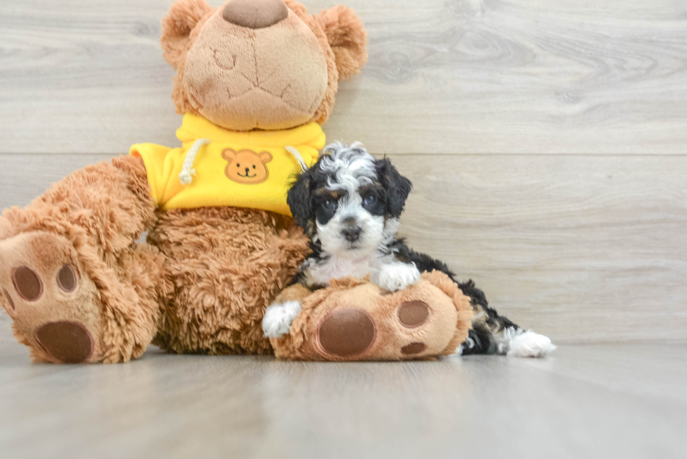 Best Mini Bernedoodle Baby