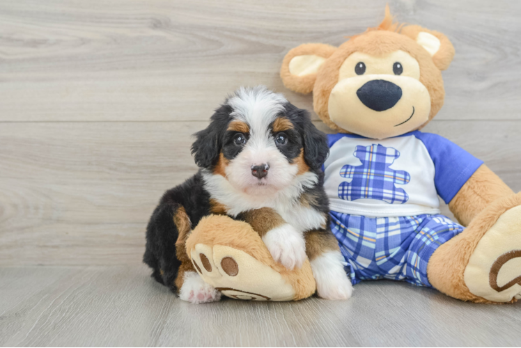 Small Mini Bernedoodle Baby