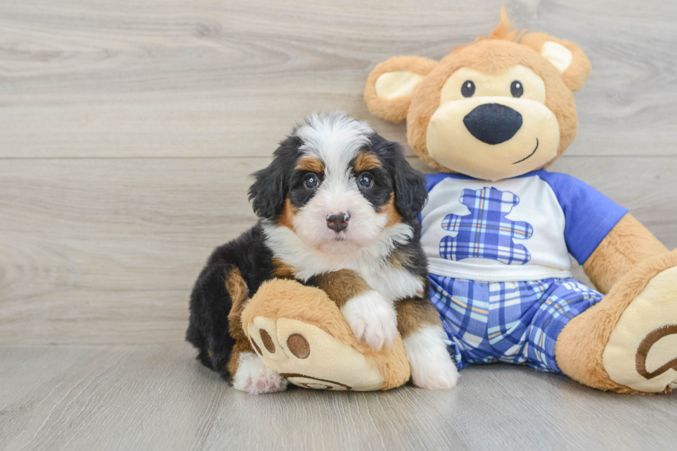 Small Mini Bernedoodle Baby