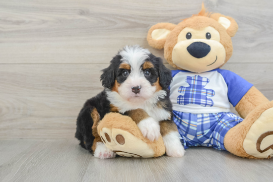 Small Mini Bernedoodle Baby