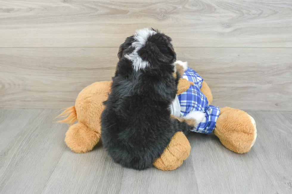 Mini Bernedoodle Puppy for Adoption