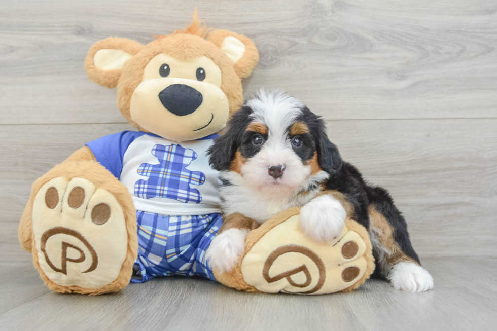 Fluffy Mini Bernedoodle Poodle Mix Pup