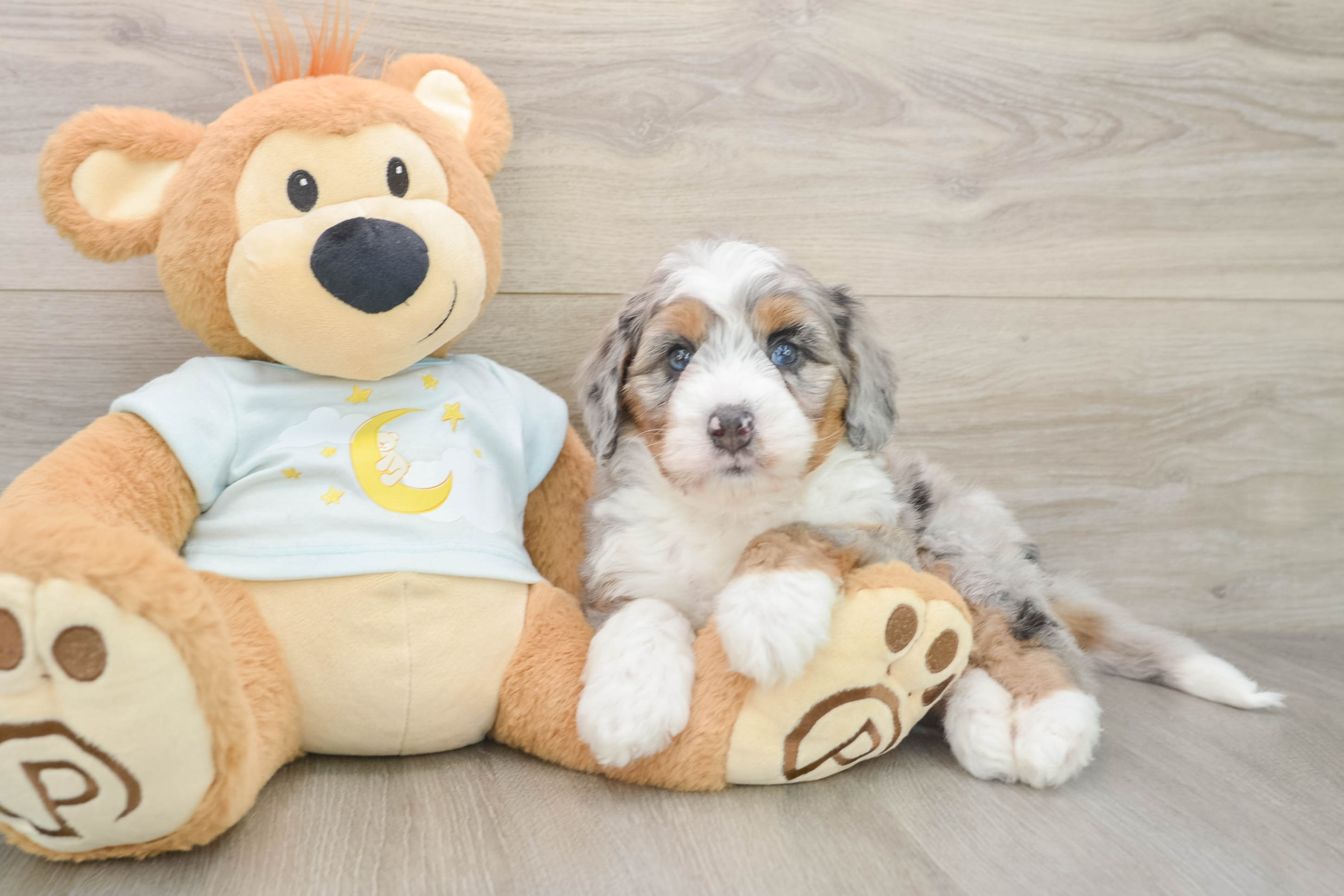 Fluffy Mini Bernedoodle Poodle Mix Pup