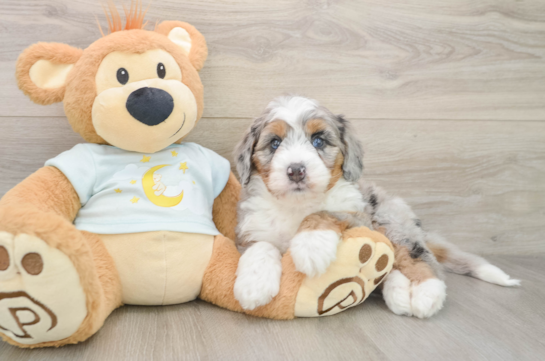 MAGGIE, a Mini Bernedoodle littermate
