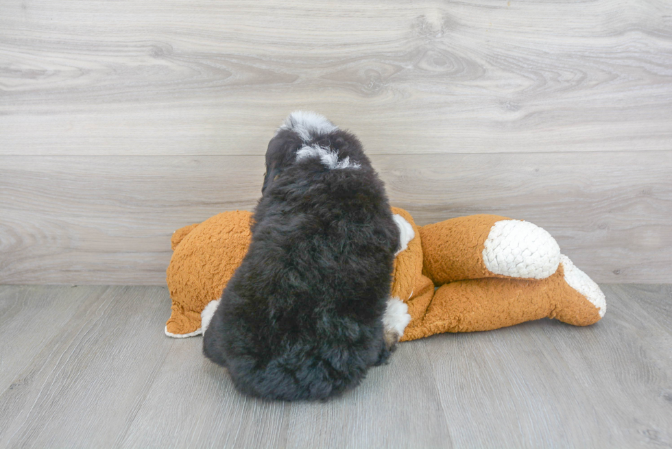 Sweet Mini Bernedoodle Baby