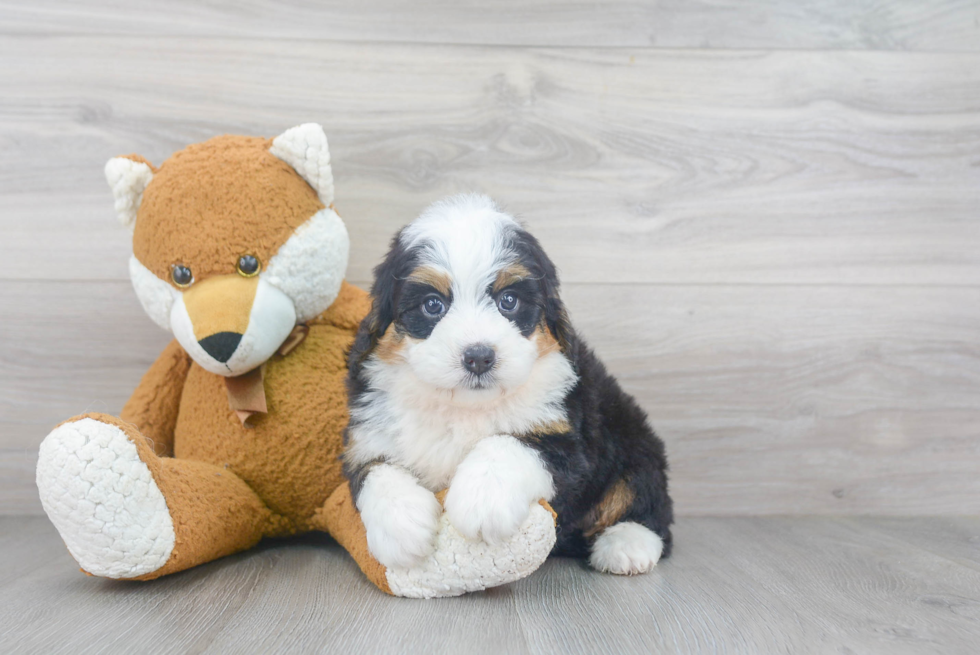 Mini Bernedoodle Pup Being Cute
