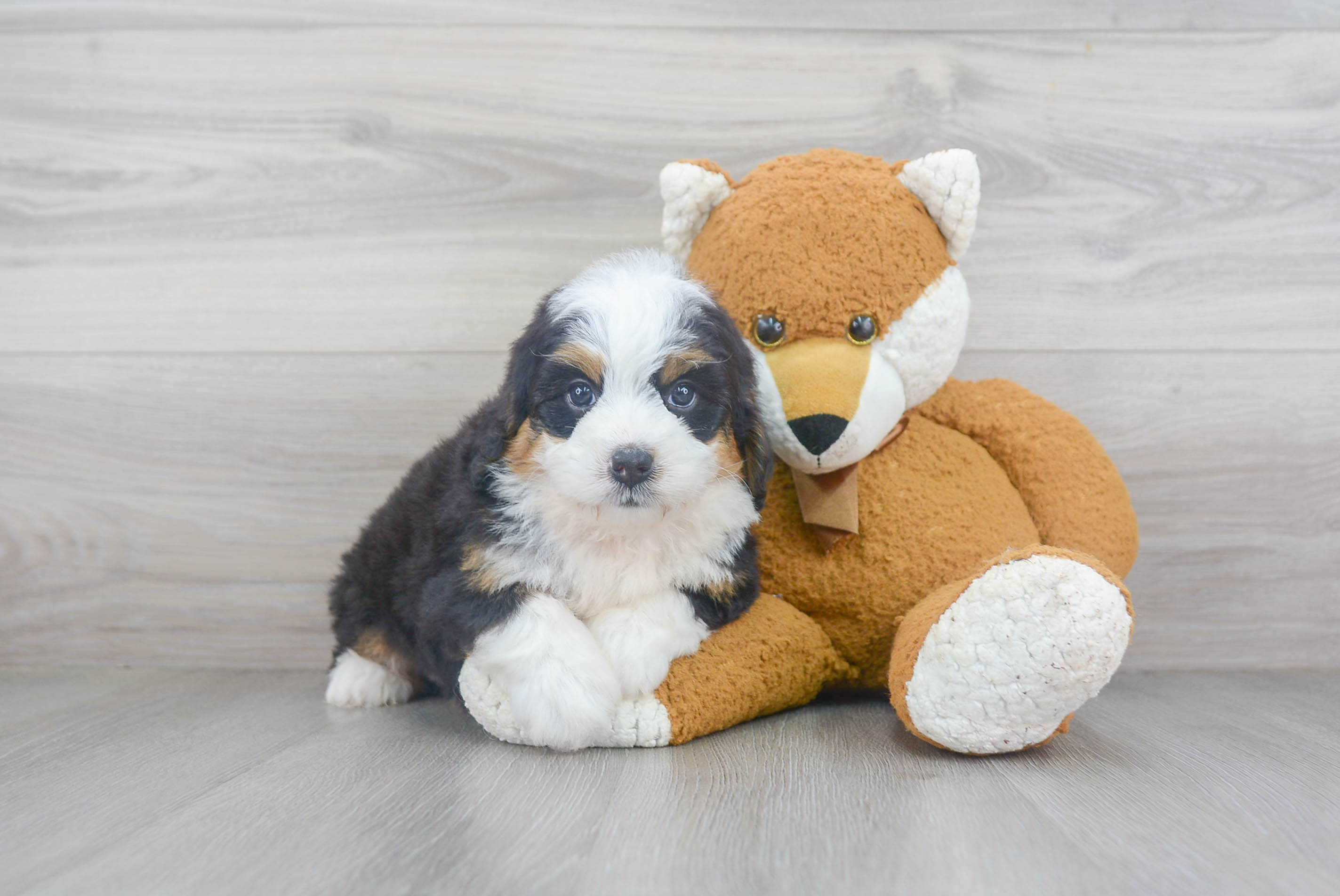 Best Mini Bernedoodle Baby
