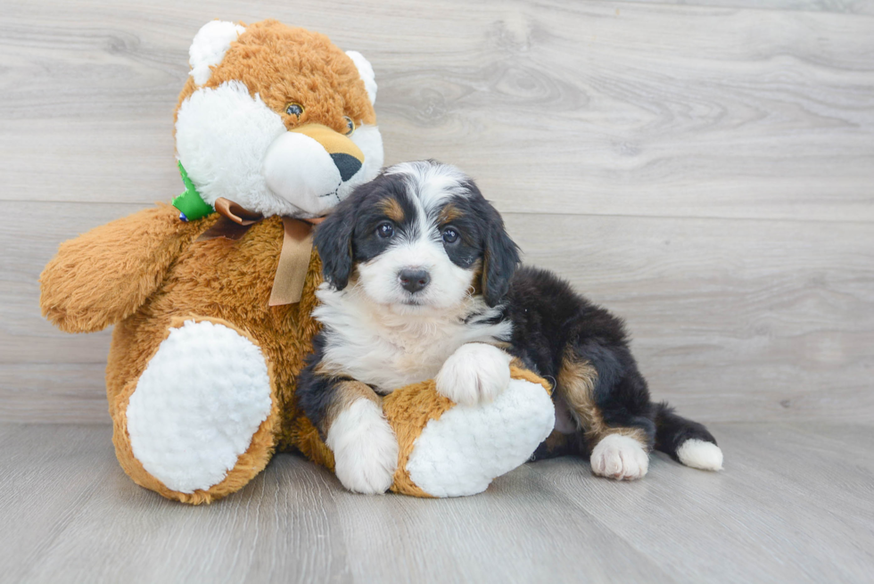 Fluffy Mini Bernedoodle Poodle Mix Pup
