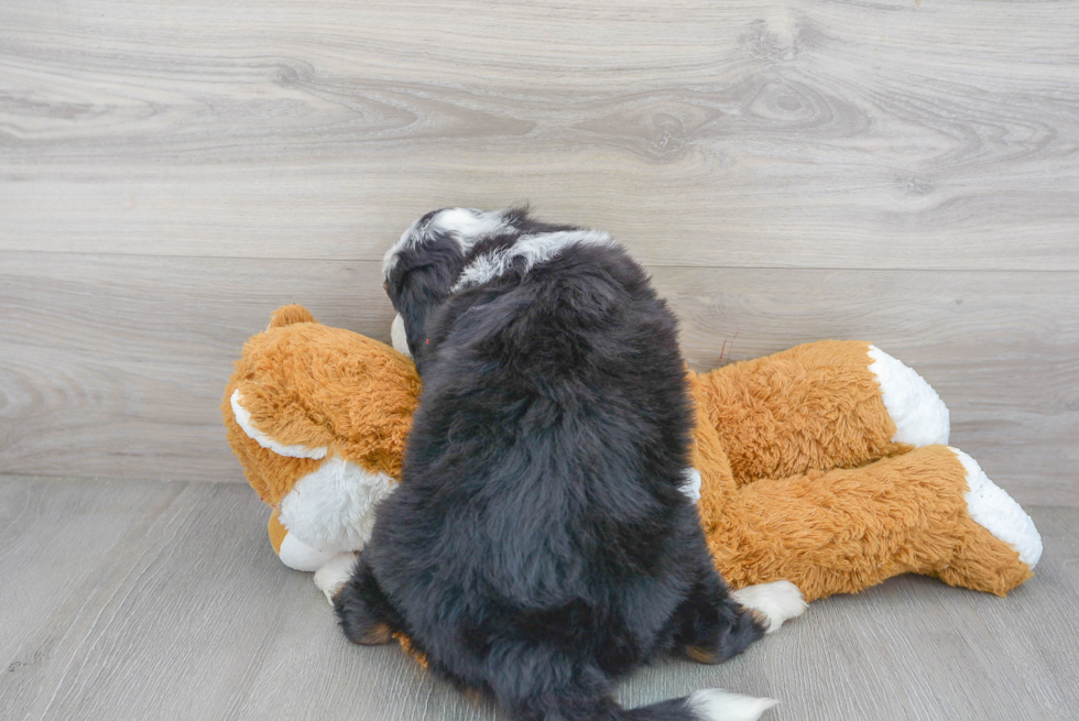 Mini Bernedoodle Pup Being Cute