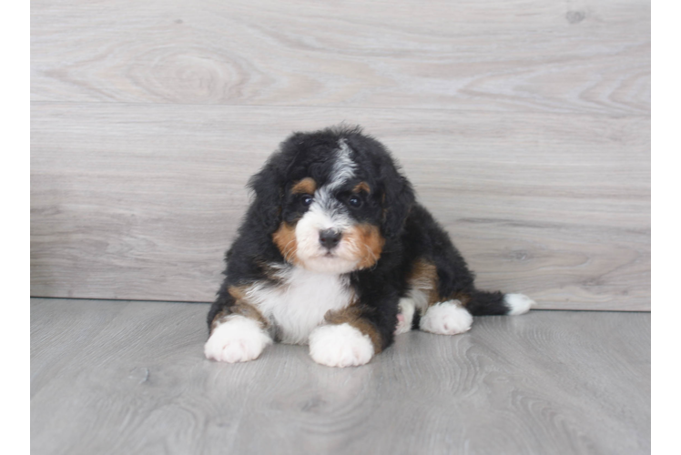 Cute Mini Bernedoodle Baby