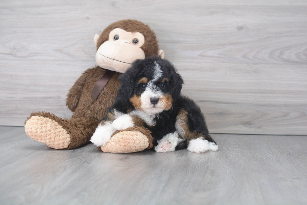 Mini Bernedoodle Puppy for Adoption