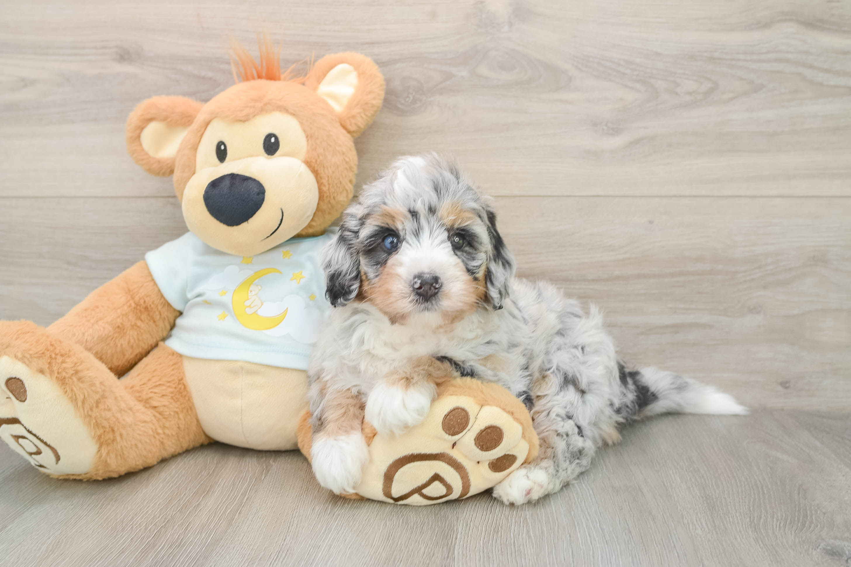 Best Mini Bernedoodle Baby