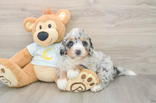 MARIE, a Mini Bernedoodle littermate