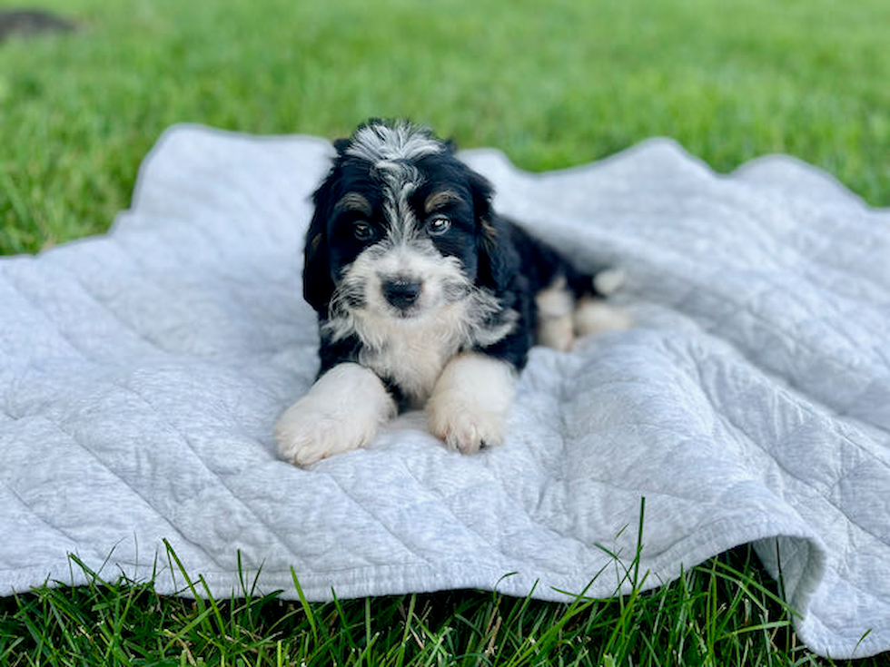 Mini Bernedoodle Pup Being Cute