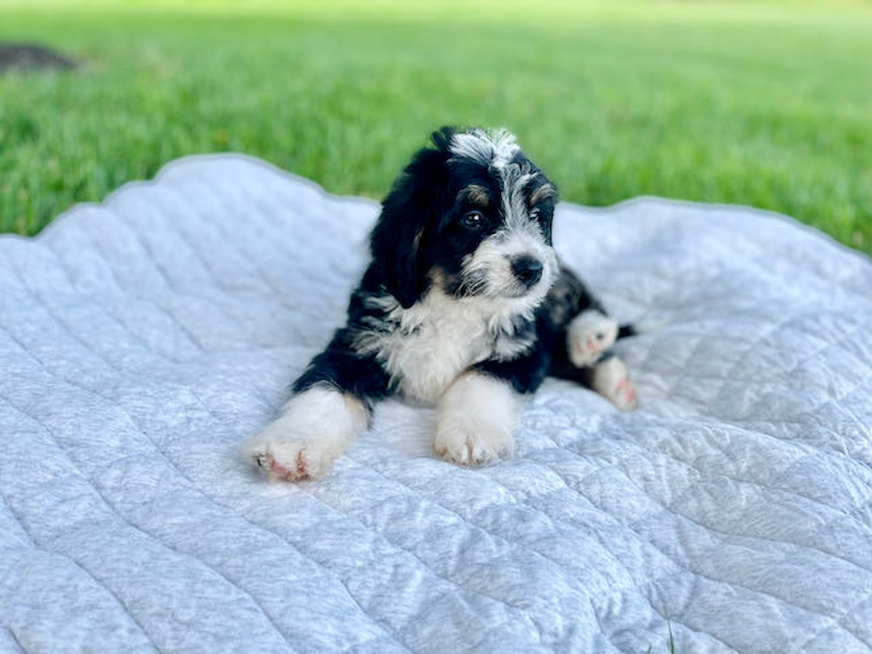 Best Mini Bernedoodle Baby