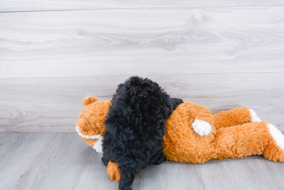 Friendly Mini Bernedoodle Baby