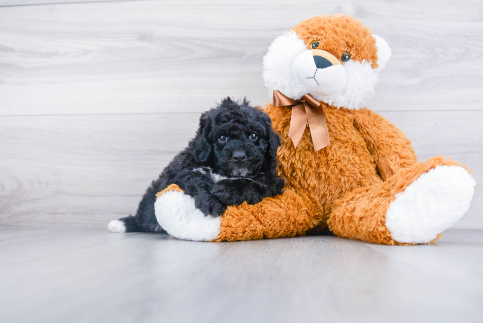 Mini Bernedoodle Pup Being Cute
