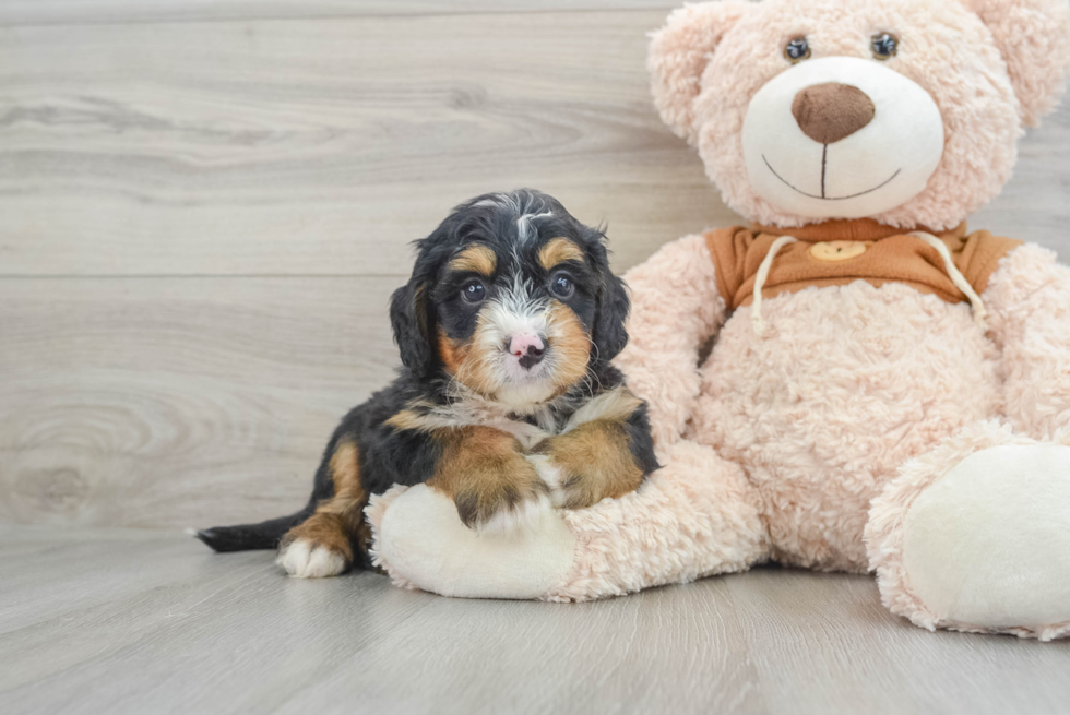 Mini Bernedoodle Pup Being Cute