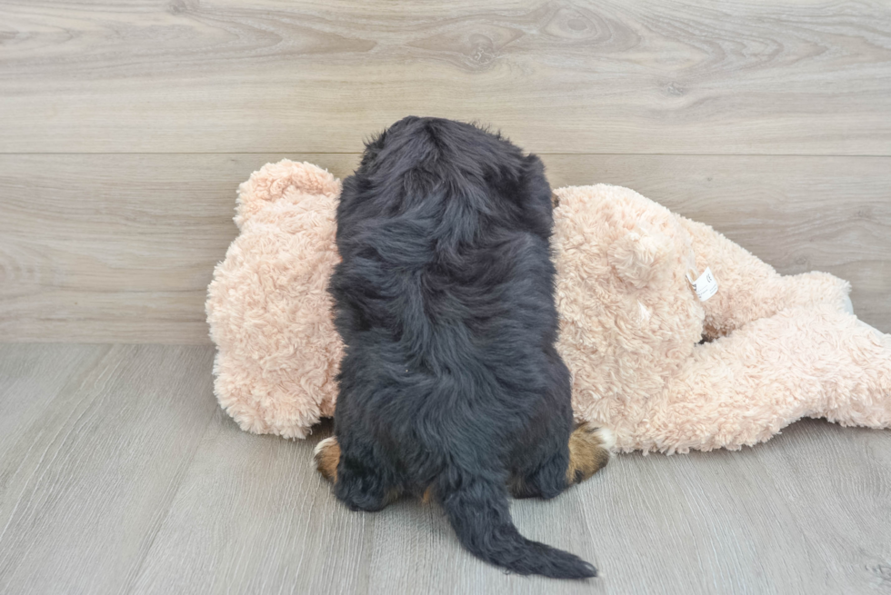 Small Mini Bernedoodle Baby