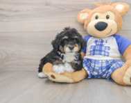 6 week old Mini Bernedoodle Puppy For Sale - Premier Pups