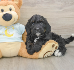 7 week old Mini Bernedoodle Puppy For Sale - Premier Pups