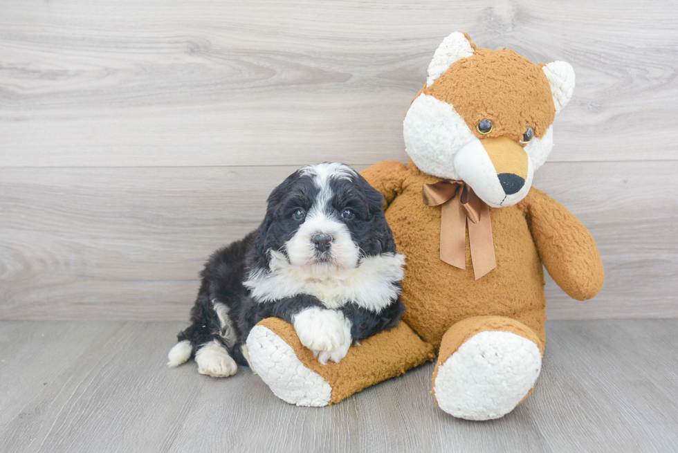 Petite Mini Bernedoodle Poodle Mix Pup