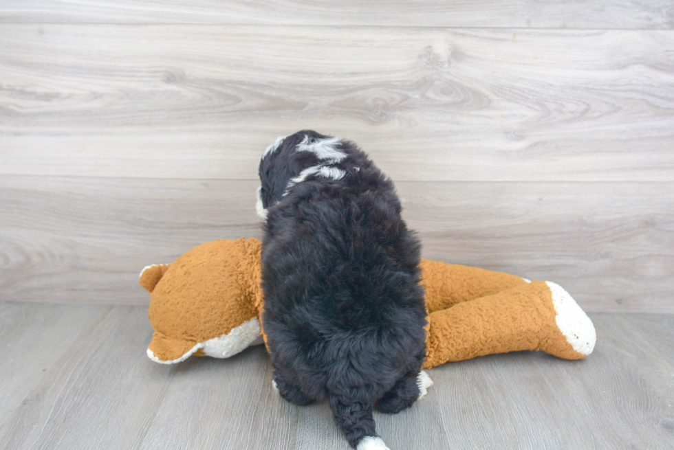 Mini Bernedoodle Puppy for Adoption