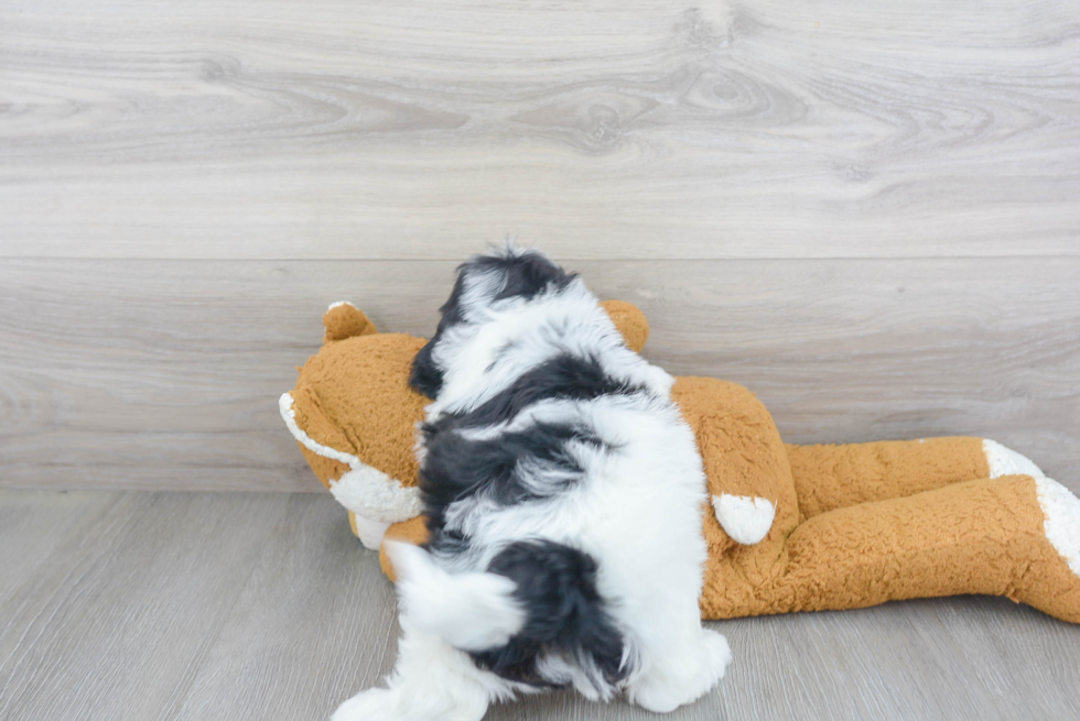 Sweet Mini Bernedoodle Baby