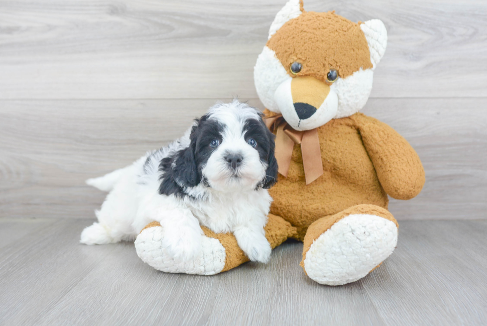 Hypoallergenic Bernadoodle Poodle Mix Puppy