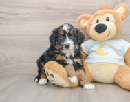 5 week old Mini Bernedoodle Puppy For Sale - Premier Pups