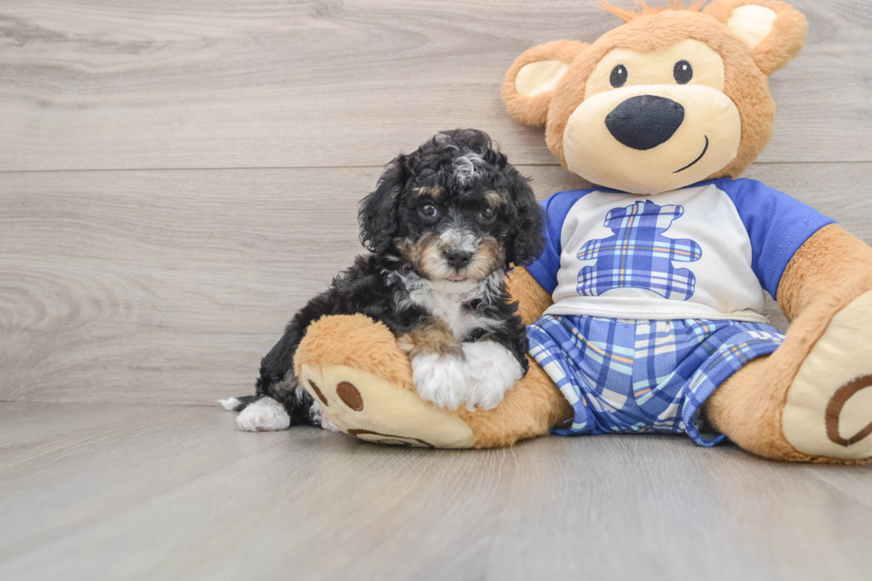 Popular Mini Bernedoodle Poodle Mix Pup