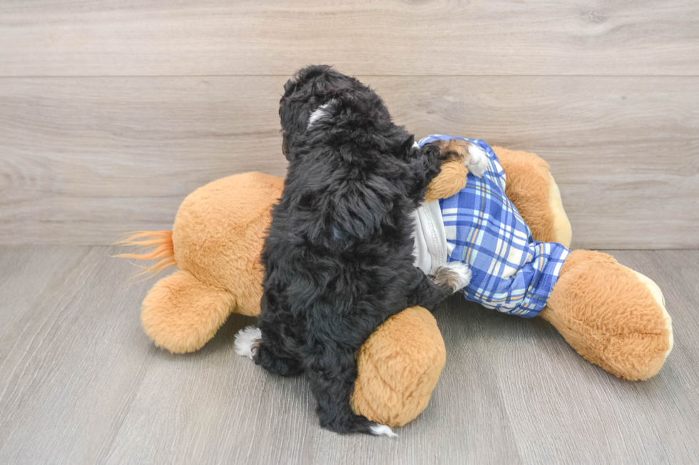 Hypoallergenic Bernadoodle Poodle Mix Puppy
