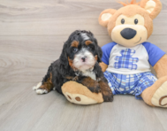 7 week old Mini Bernedoodle Puppy For Sale - Premier Pups