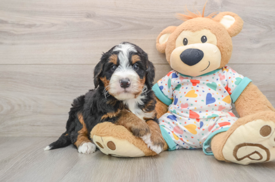 MIGO, a Mini Bernedoodle littermate