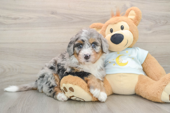 MIGO, a Mini Bernedoodle littermate