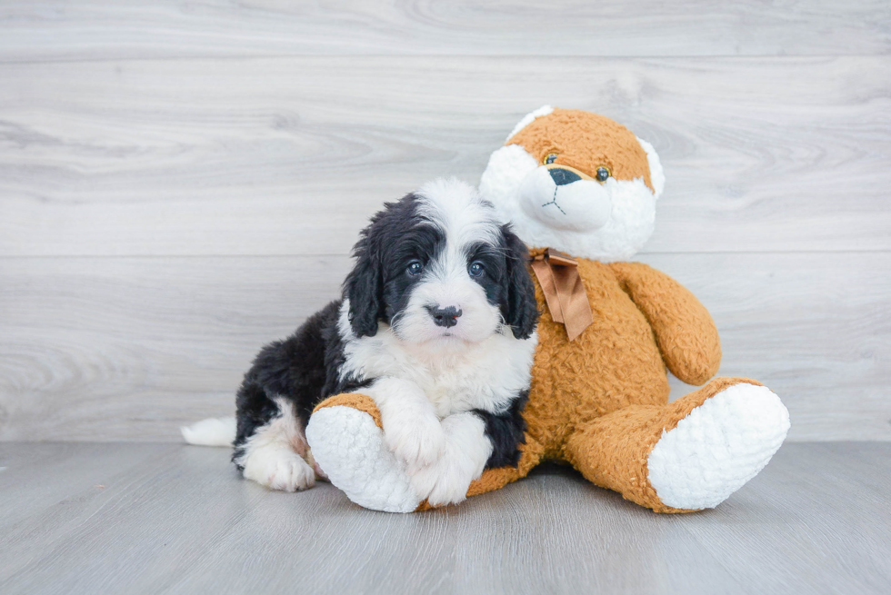 Mini Bernedoodle Pup Being Cute