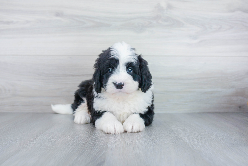 Petite Mini Bernedoodle Poodle Mix Pup