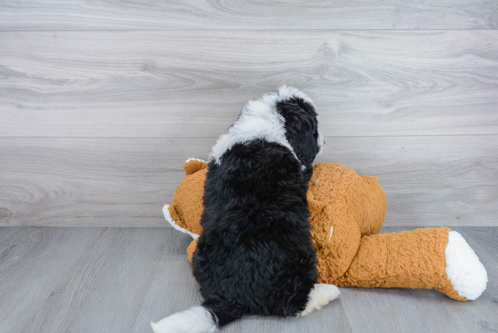 Hypoallergenic Mini Berniedoodle Poodle Mix Puppy