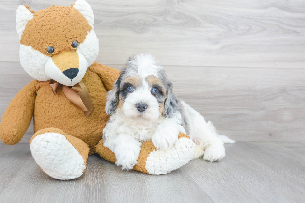 Best Mini Bernedoodle Baby