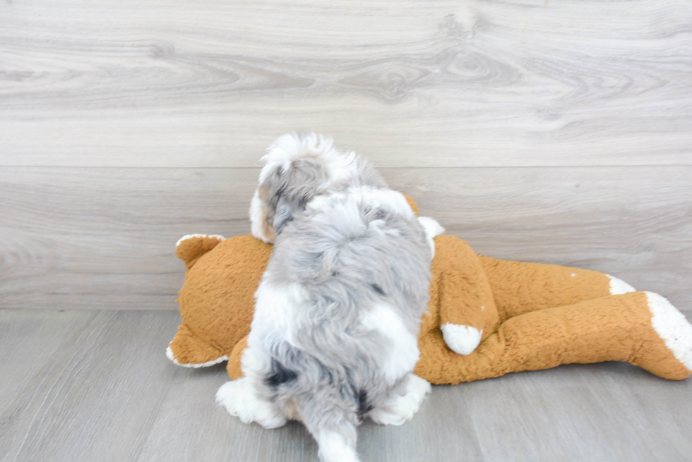 Friendly Mini Bernedoodle Baby