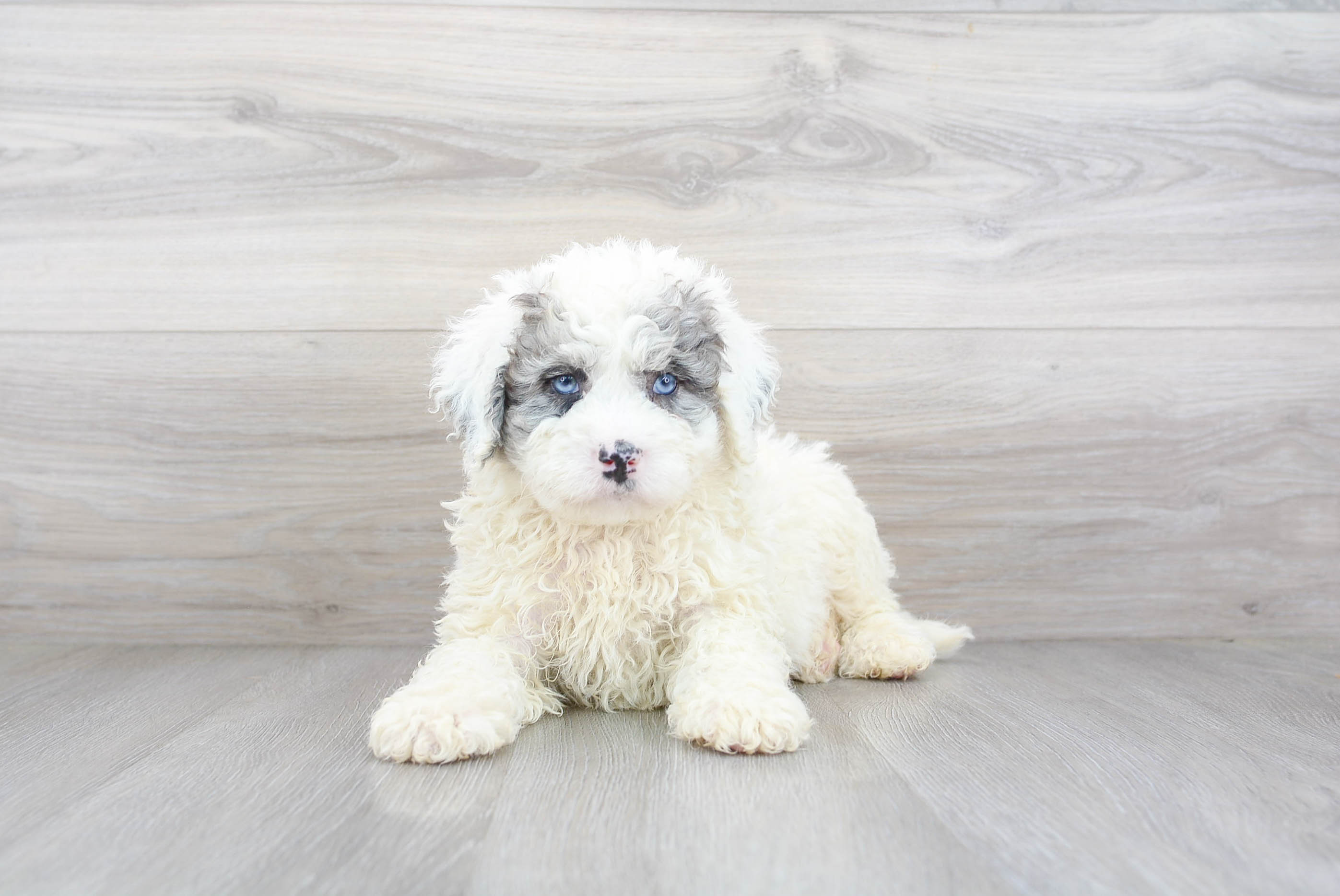 Cute Mini Bernedoodle Baby