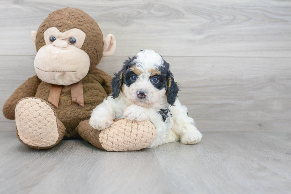 Mini Bernedoodle Puppy for Adoption