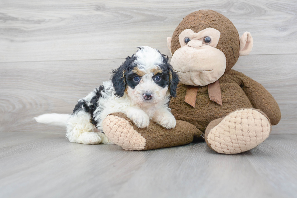 Sweet Mini Bernedoodle Baby