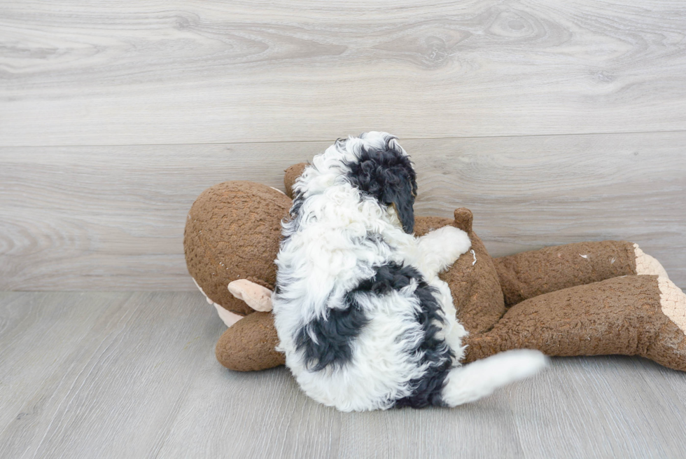 Cute Mini Bernedoodle Baby