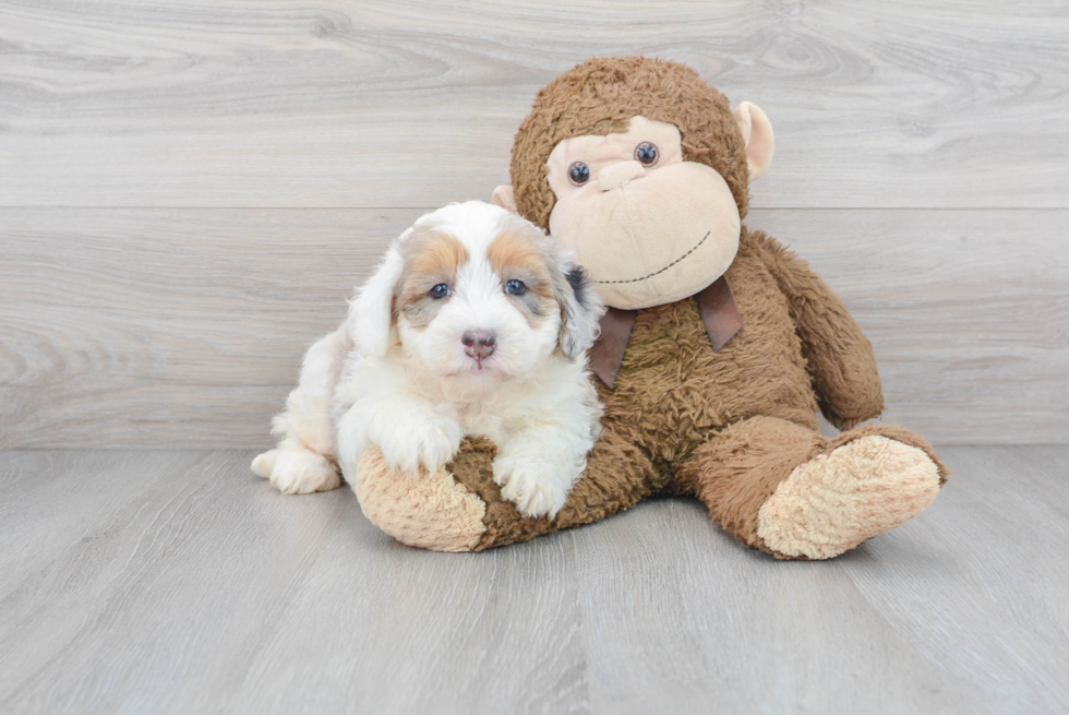 Best Mini Bernedoodle Baby