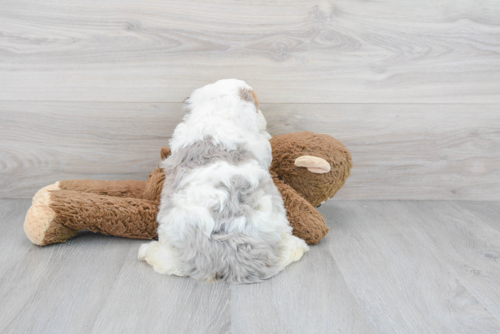 Popular Mini Bernedoodle Poodle Mix Pup
