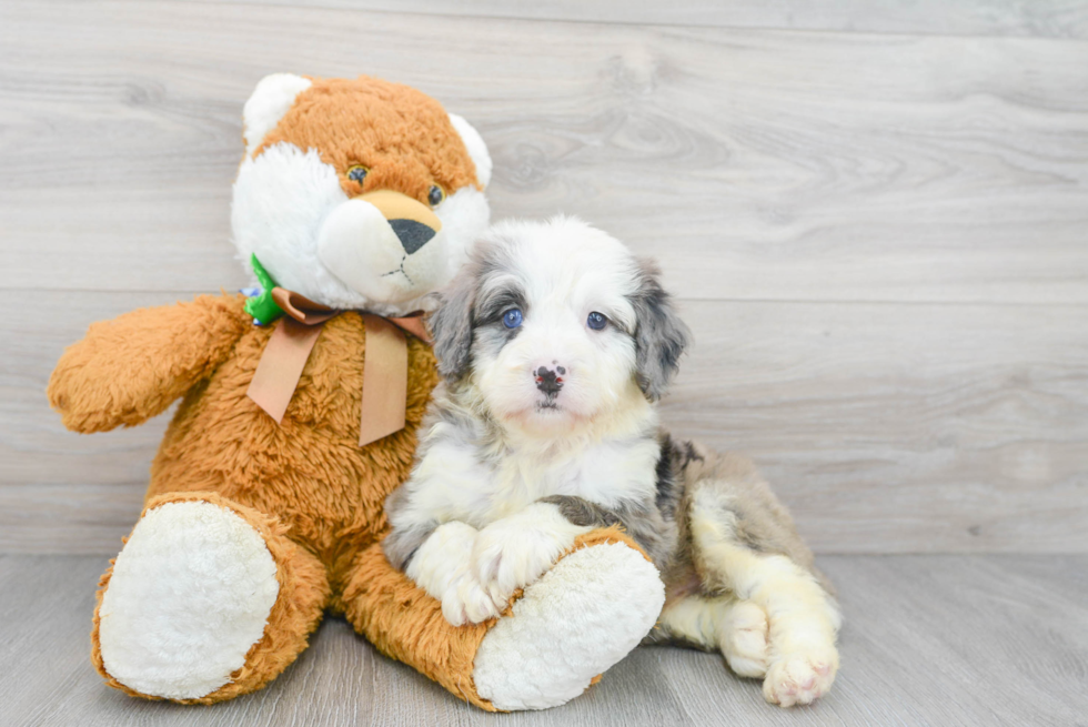 Mini Bernedoodle Pup Being Cute