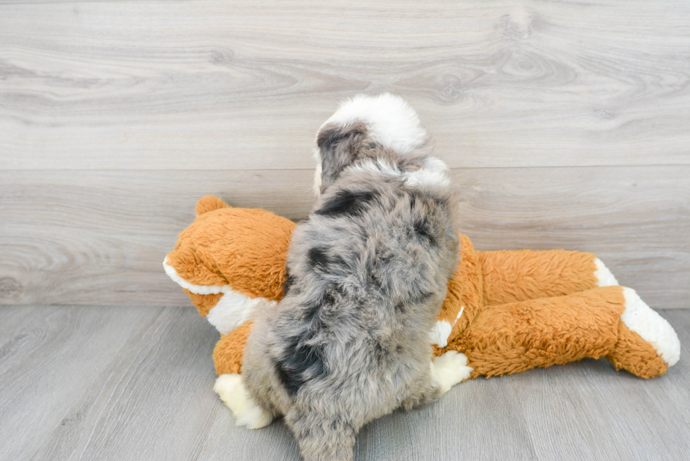 Mini Bernedoodle Pup Being Cute
