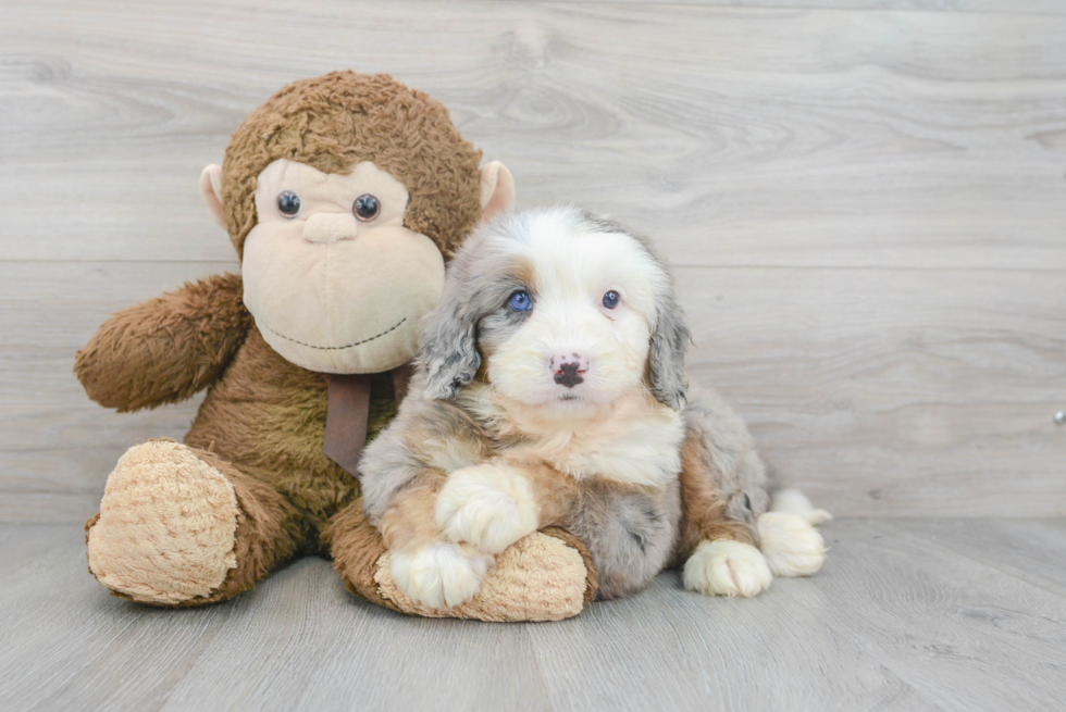 Adorable Mini Berniedoodle Poodle Mix Puppy